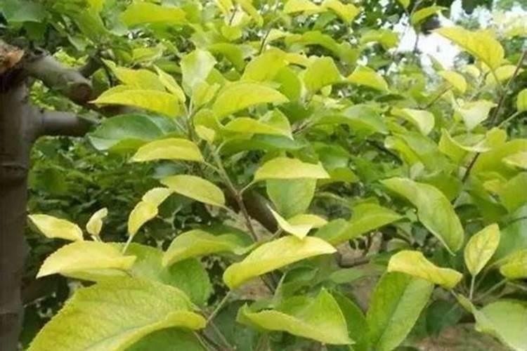 百香果施什么肥好 百香果用什么肥料最好