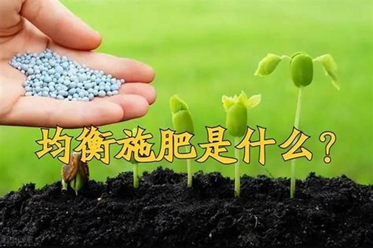 平衡肥膨果快还是高钾肥快