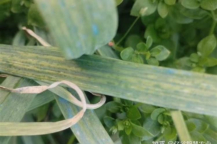 大蒜冲施磷酸二氢钾每亩多少斤