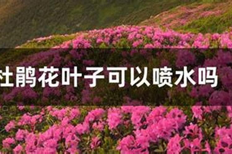 怎样给有花苞的杜鹃施肥,施肥用浇水吗