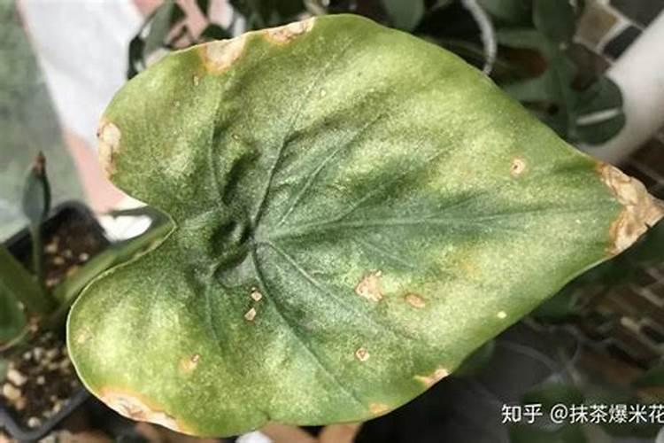 砂糖橘着色期气温低杀红蜘蛛用什么药比较好？