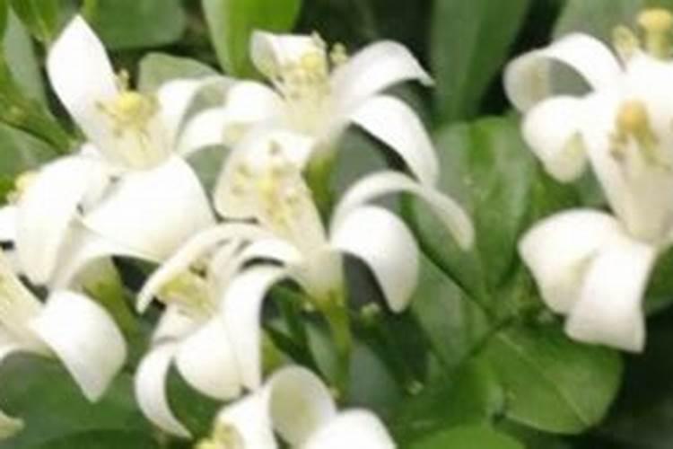 兰花什么时候施肥,兰花施肥可分为5个阶段