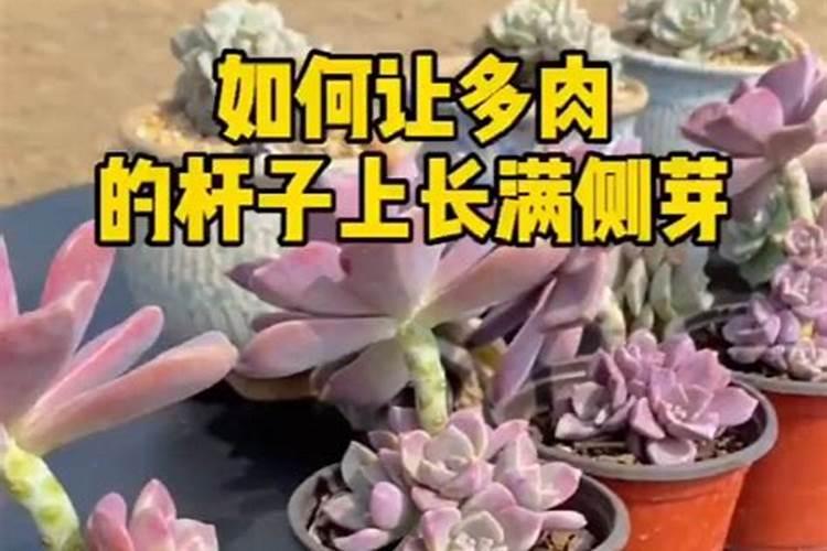棉花受旱打叶面肥有用吗？