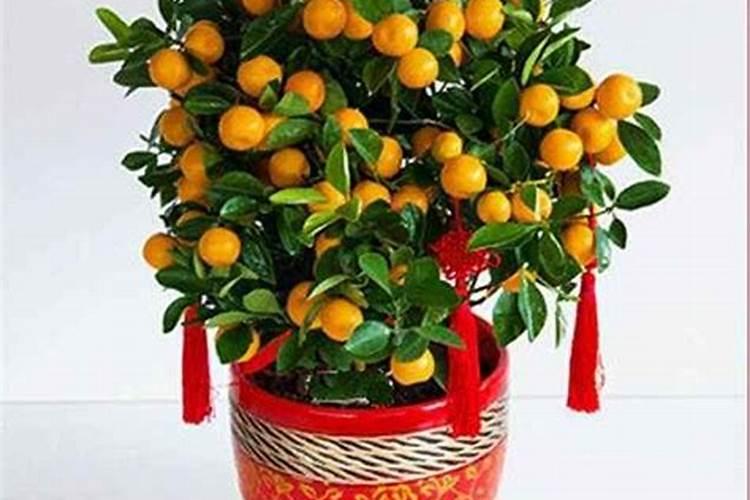 石硫合剂能否化水浇植物根部？