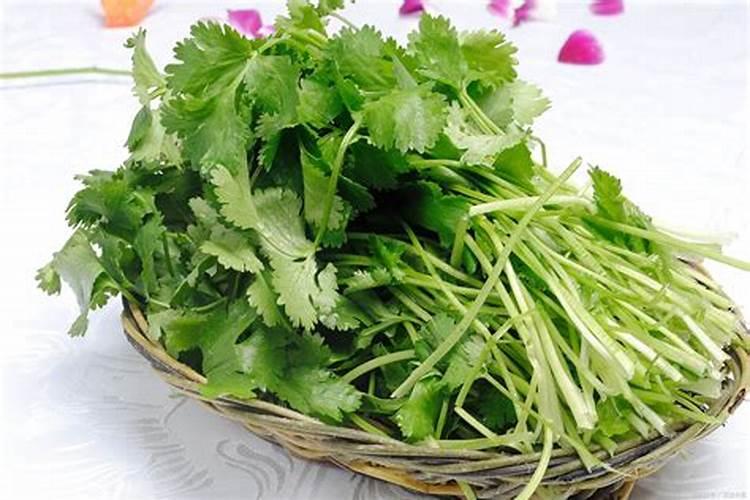 香菜用什么肥料最好