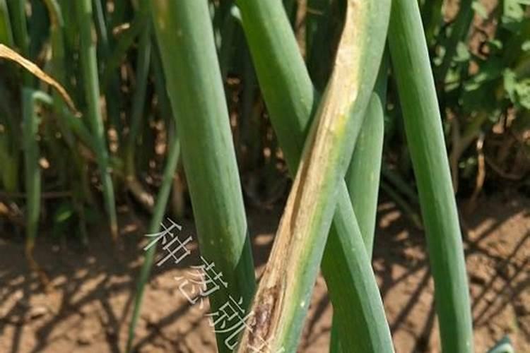 茶花快开花了要施肥吗要施什么肥