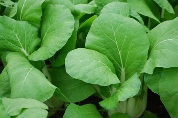蔬菜种植缺硼有什么症状？如何正确补硼？