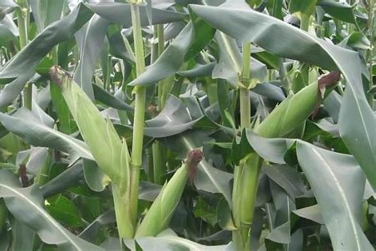 盆栽石斛兰花的叶面肥哪那种好 盆栽石斛兰花的叶面用什么肥料好