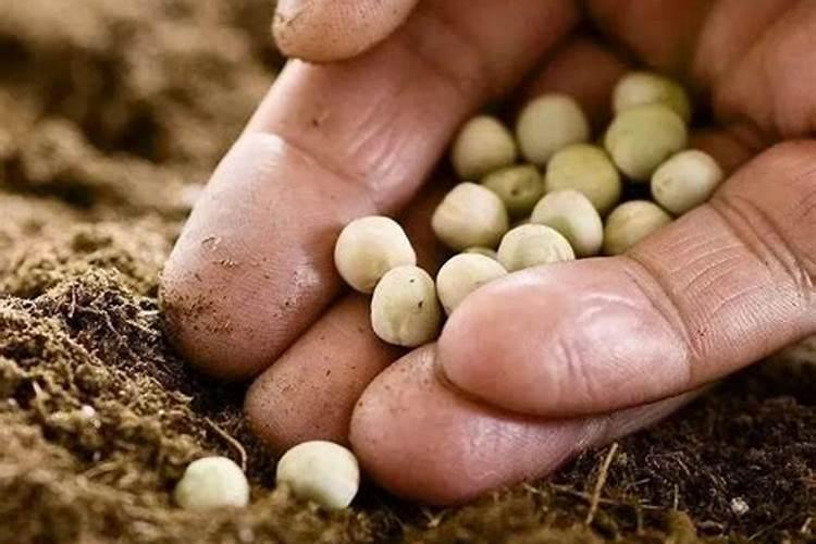 “芒种栽薯重十斤,夏至栽薯光根根”,红薯怎么种产量最高？