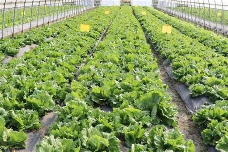 沙棘果种植技术 沙棘果怎么养殖好