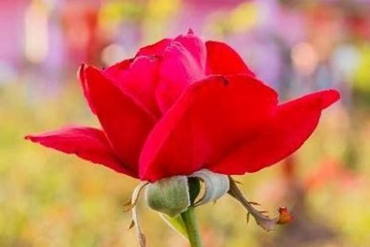 玫瑰花怎么浇水施肥