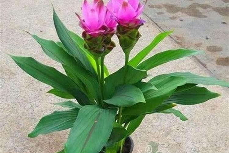 树叶可以做肥料吗