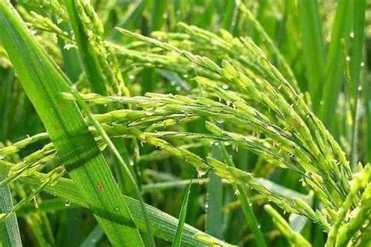 水稻后期能用钾肥吗