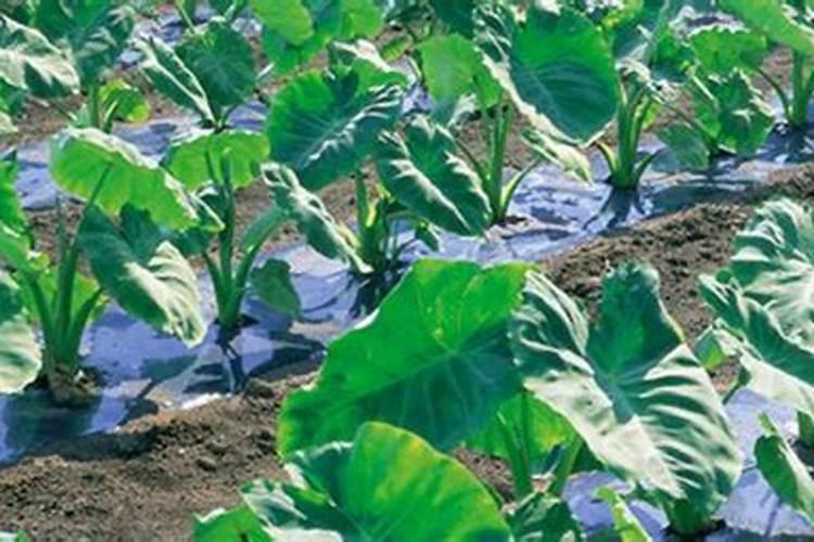 “22%羟烯腺、铜、烯腺、锌可湿性粉剂”这个农药成份里面的各种成份的全...