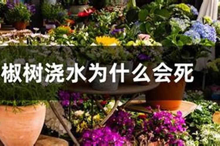 奥绿复合肥泡水里面三天了不会化、是不是假的、养花的肥料