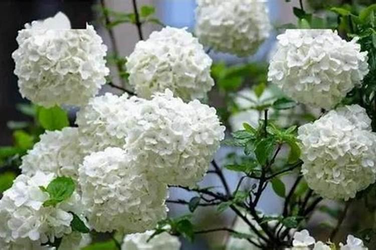 木绣球花的养殖方法