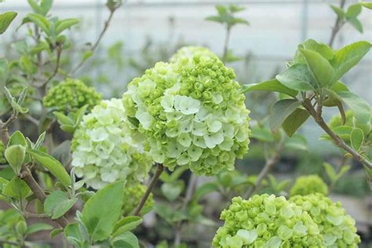 中华木绣球花期 关于中华木绣球花期