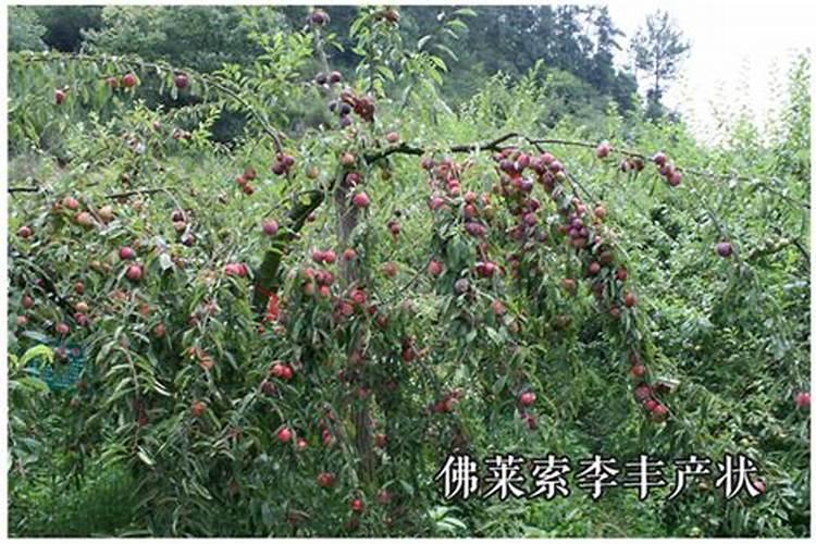 荔枝果苗刚种两天能不能放生根水浇水