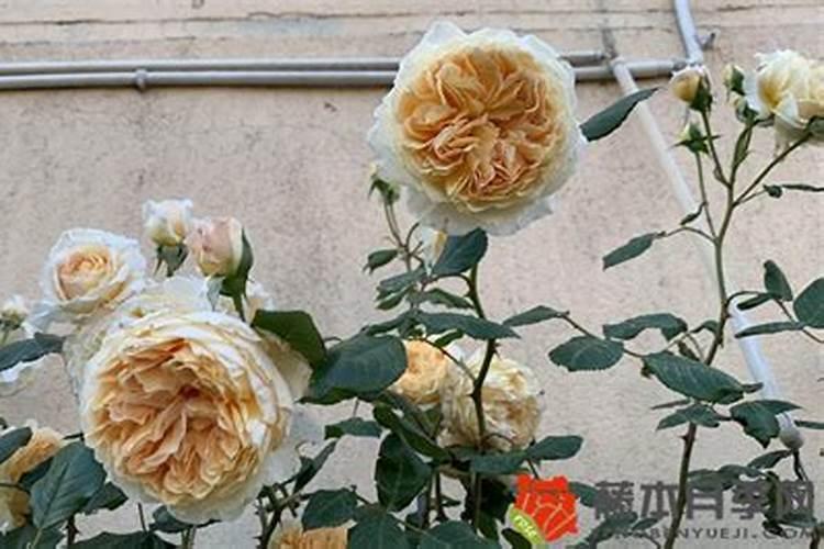 11月份露天种植什么蔬菜 十一月能种什么菜