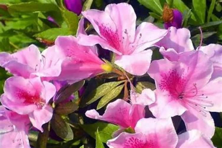 杜鹃花怎么施肥