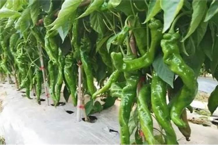 中国最好的硅肥生产企业有哪些？推荐几家,我想代理硅肥