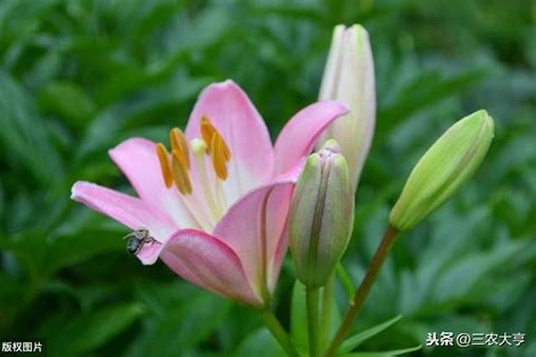 盆栽的百合开花了要施什么肥