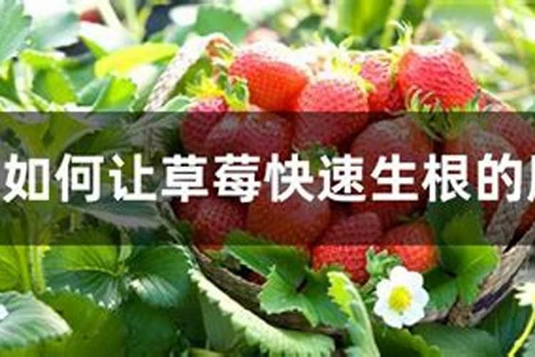 如何让草莓苗快速生根 草莓养殖方法总结