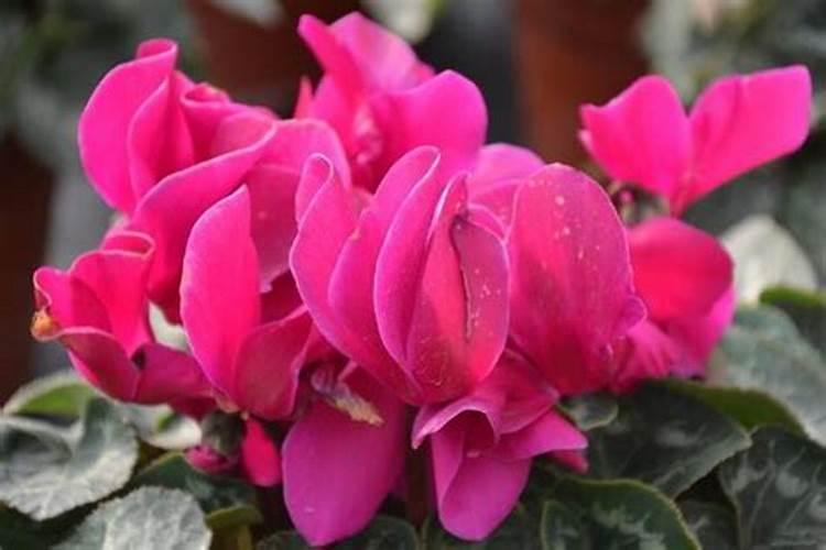 仙客来施肥用什么肥料