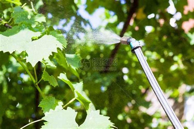 葡萄树用什么肥料长得快