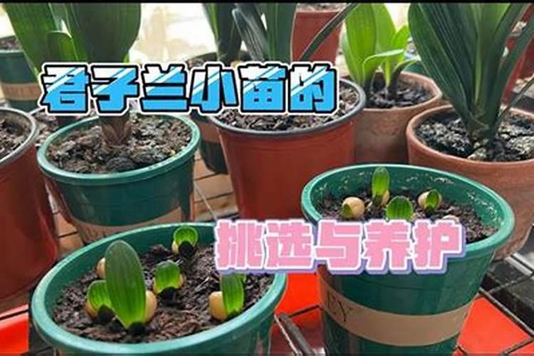 魔芋追肥方法