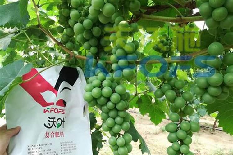 樱桃用矿源黄腐钾量？大樱桃栽植使用矿源黄腐酸钾有什么用