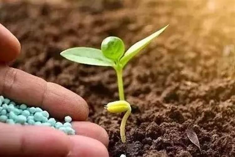 水稻分蘖期打什么叶面肥好？