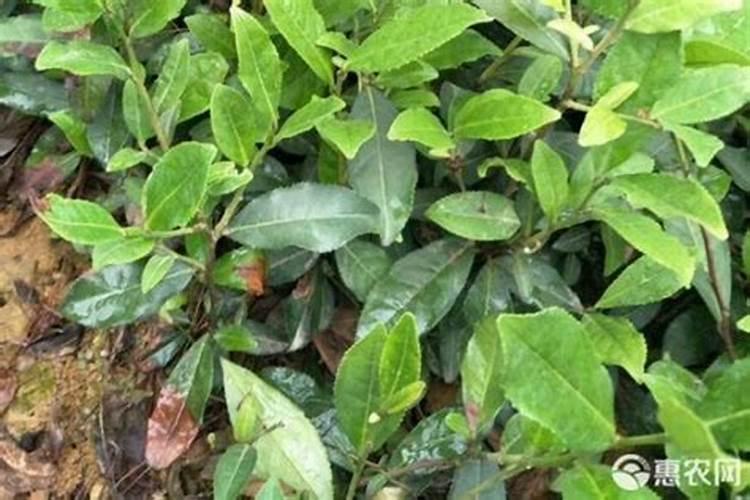 茶苗移栽后多久施肥