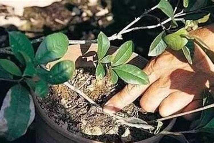 满天星怎样种植？