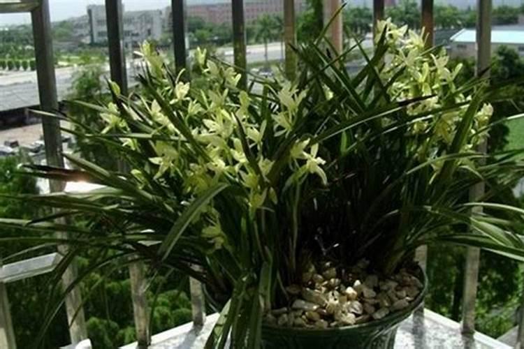 给花施肥用什么肥料