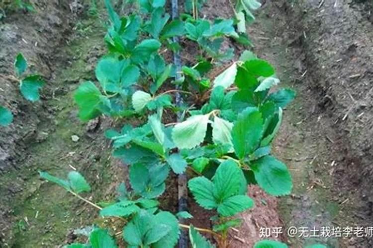 冬枣打赤霉素的最佳时间