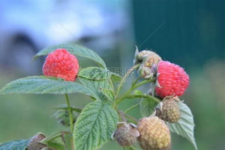 怎样焯水可以保持蔬菜的颜色呢？