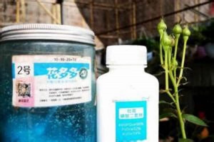 菊花施肥用什么肥料利于开花