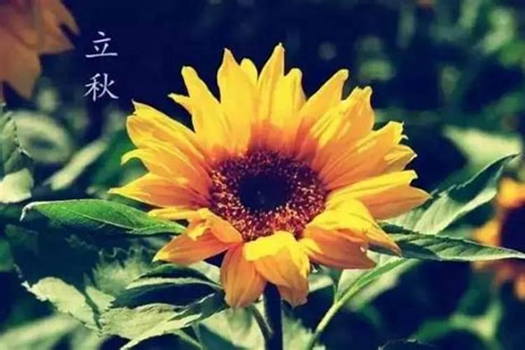 各位专家:追施水溶肥一年施几次,大概什么时候施,谢谢!
