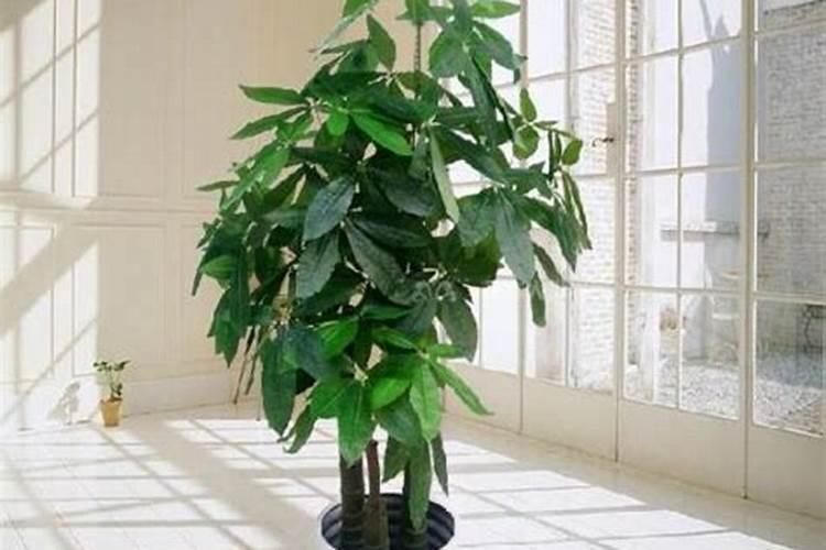花施氮磷钾肥使用方法