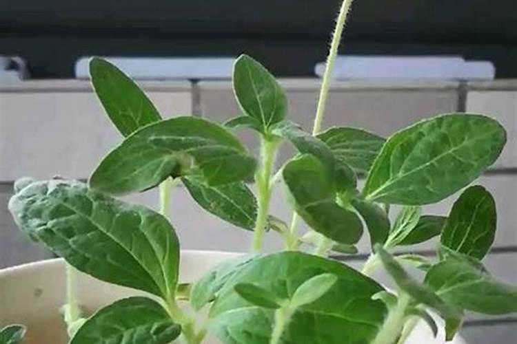 食用向日葵种植方法？