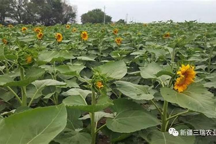 新食葵6号栽培技术要点