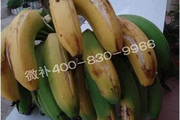 如何种植板栗