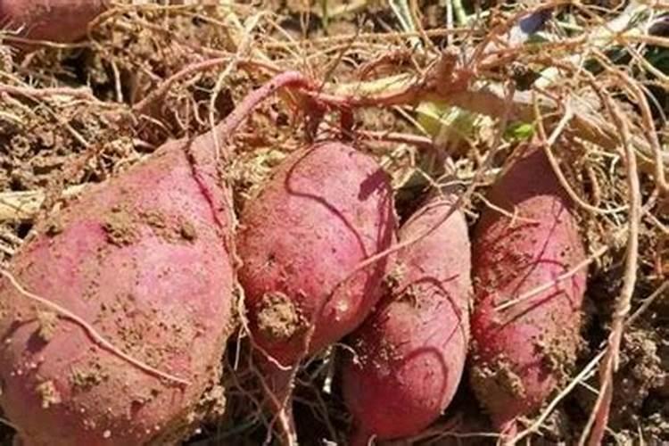 硅肥最忌三种肥料