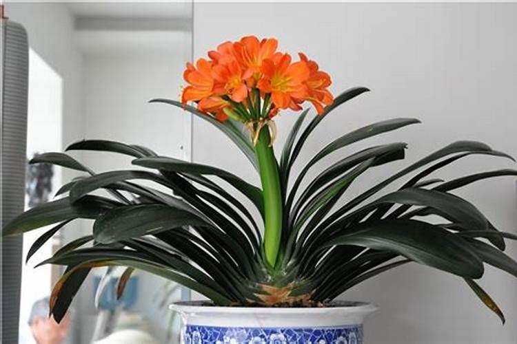煮熟的花生可以喂红薯苗吗？