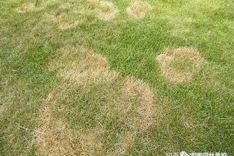 刚载的墨兰叶子发黄是怎么回事？