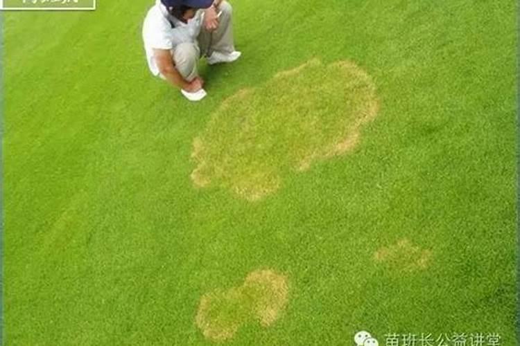 早熟禾氮肥过多叶尖发黄