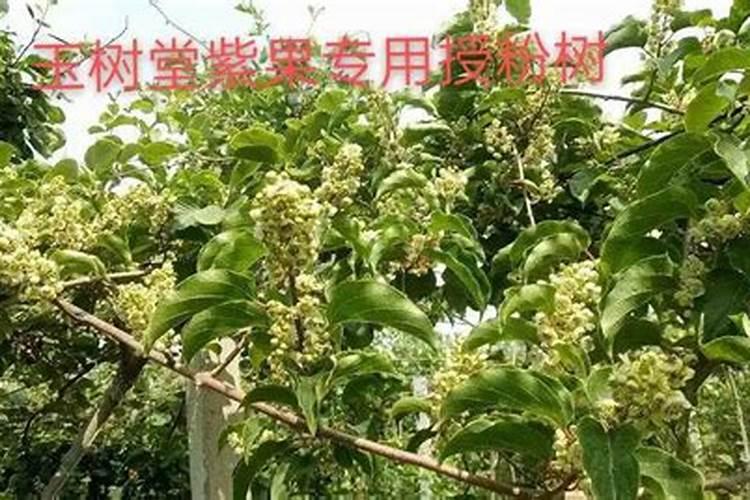 大田土豆灌溉可以使用滴灌管吗？