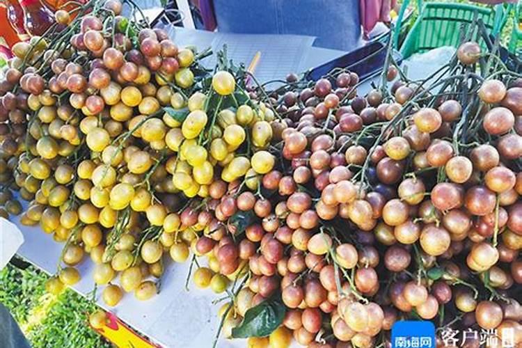 黄皮最好的肥料是什么？