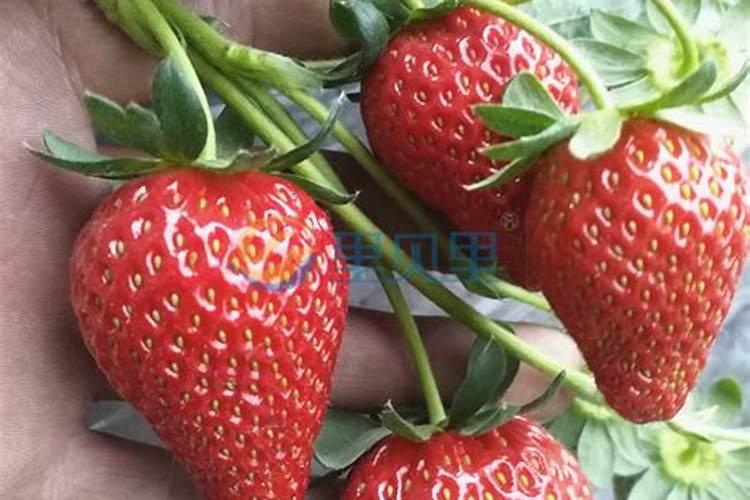 绿叶宝和大肥王植物肥料中都有什么成分